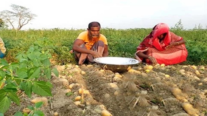 বগুড়ায় চলতি মৌসুমে আলু ও সরিষার বাম্পর ফলন