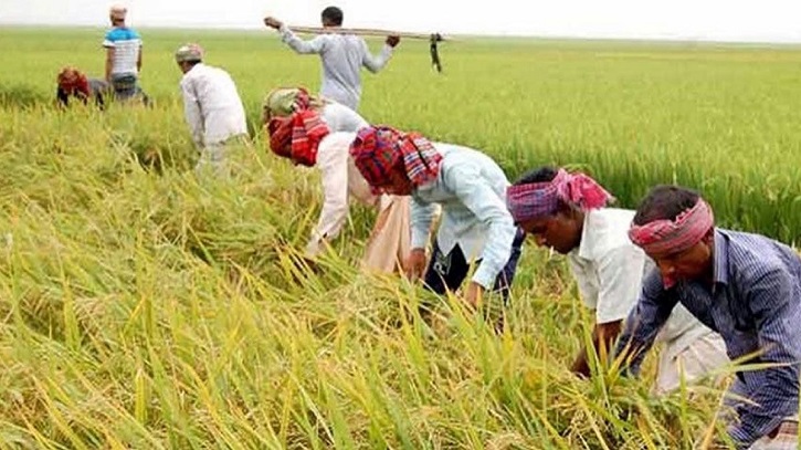 ৮০ শতাংশ পাকলেই হাওরের ধান কেটে ফেলার পরামর্শ