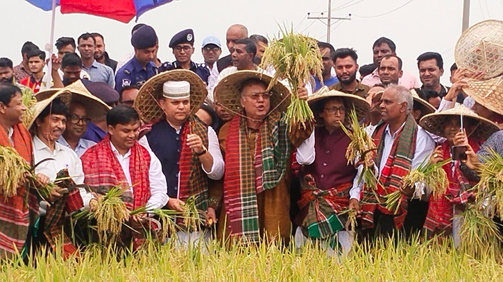 হাওরে কৃষকদের নিয়ে ধান কাটলেন কৃষিমন্ত্রী