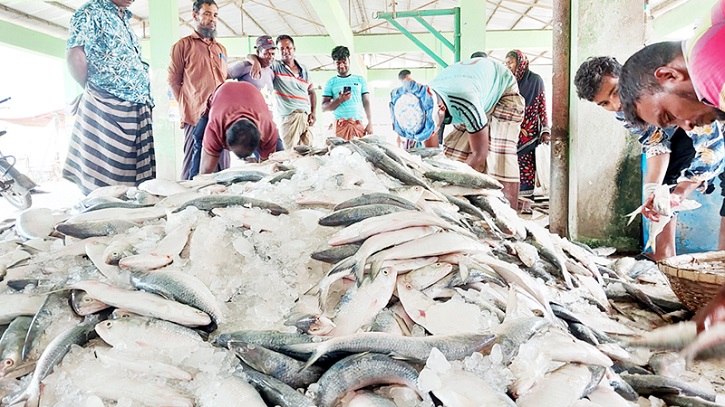 সাগরে ধরা পড়ছে প্রচুর ইলিশ, জেলে পল্লিতে স্বস্তি