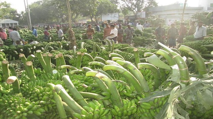 জয়পুরহাটে কলা চাষ করে ভাগ্য বদল করছেন চাষিরা