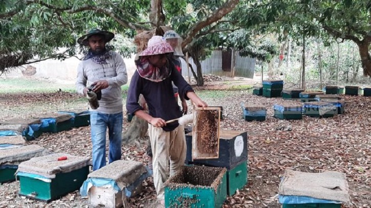 লিচু মৌসুমে শত কোটি টাকার মধু উৎপাদনের সম্ভাবনা