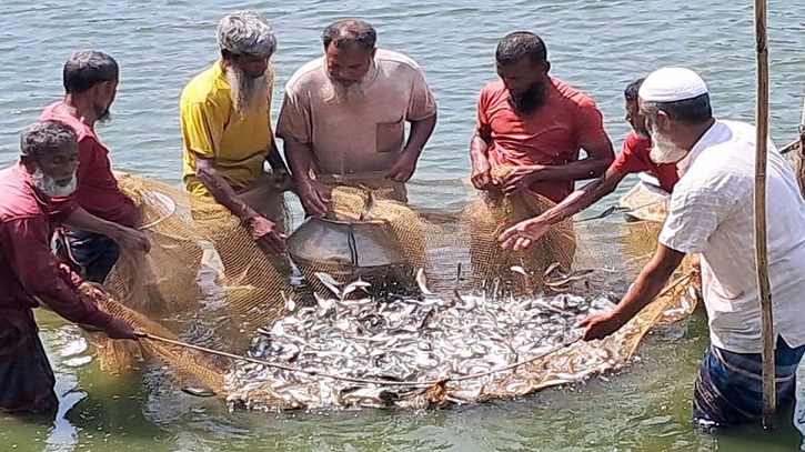 জি-৩ রুই রেনু পোনা চাষে লাখপতি মৎসচাষি ফারুক