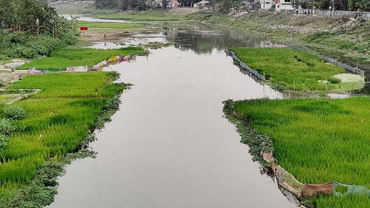 নদীর বুকজুড়ে বোরো ধানের চাষাবাদ, কমেছে মাছের বিচরণক্ষেত্র