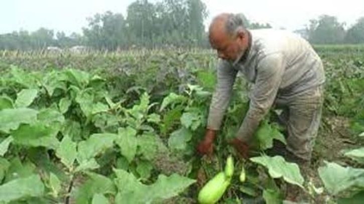 কুমিল্লায় নিরাপদ সবজি চাষে আয় বেড়েছে কৃষকদের