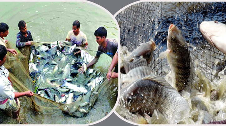 তীব্র গরমে মাছের মড়ক রোধে মৎস্য খামারিদের জন্য পরামর্শ