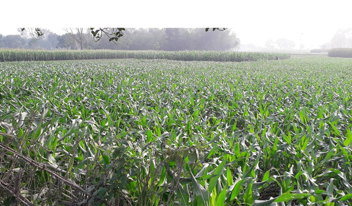 ফরিদপুরের দুর্গম চরে ফসলের হাতছানি