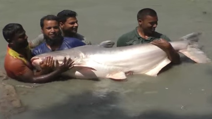 পুকুরে চাষ হচ্ছে ১৫০ কেজি ওজনের ‘মেকং জায়ান্ট ক্যাটফিস’