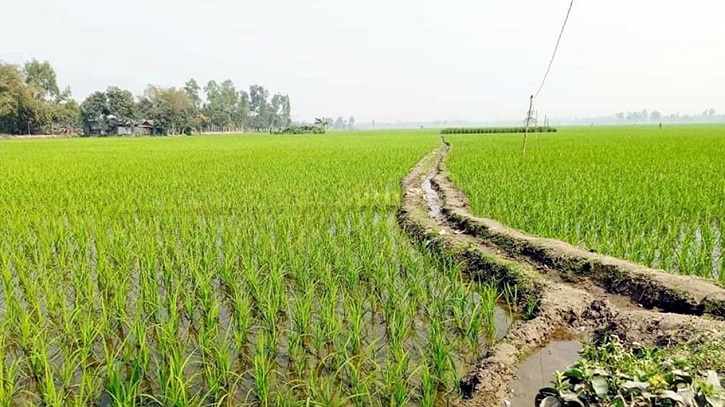 তিস্তা সেচ প্রকল্পে বইছে সুবাতাস, পাঁচশ’ ১৩ কোটি টাকার ফসল উৎপাদনের আশা