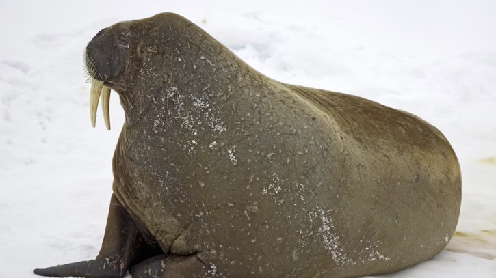 Extinct Walrus-like Mammal Discovered in Atlantics, Provides New Insights into Marine Evolution