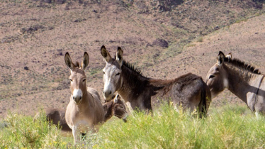 WM: Burros are changing desert ecosystems