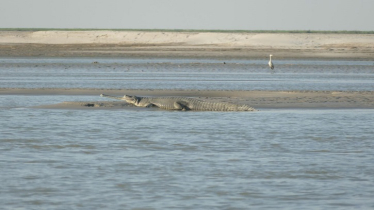 Gharial conservation should extend to unprotected rivers