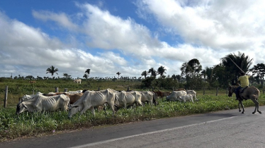 In Brazil’s Amazon, land invasions — and fires — threaten a protected reserve