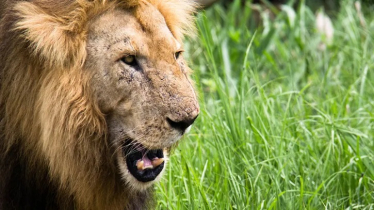 In Katavi National Park, rangers step up wildlife monitoring with camera trap training