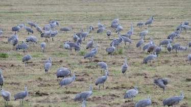 Committee studying how to manage Wisconsin sandhill cranes