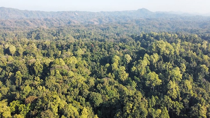 পাবলাখালীতে ‘চিরহরিৎ’ বন রক্ষায় সাফল্য