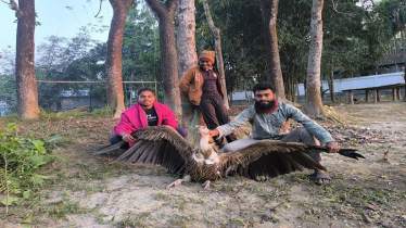 কুড়িগ্রামের রৌমারীতে দেখা মিলেছে বিপন্ন প্রজাতির শকুন