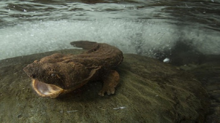 Giant hellbender salamander is proposed for U.S. federal protection