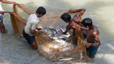 Overuse of antibiotics in Bangladesh aquaculture raises health concerns