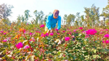 Flowers farming changes fortune of many Ullapara farmers