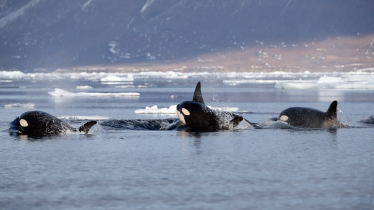 Killer whales have found new homes in the Arctic Ocean