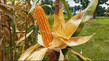 Maize cultivation getting a boost in Naogaon