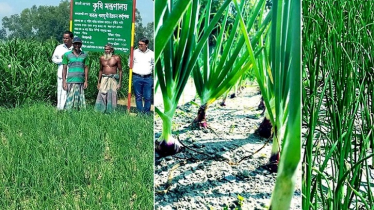 Farmers expecting bumper onion output in Rangpur region