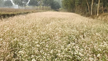 Farmers advised to cultivate Buckwheat for its health benifits 