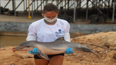 The uncertain future of Amazon river dolphins amid historic droug