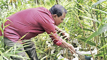 Commercial ginger cultivation in sacks