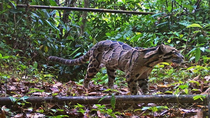 Clouded leopard sighting raises questions