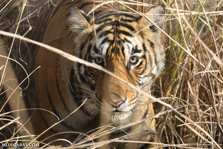 ‘Missing’ tigers in India: Tracking gaps or oversight?