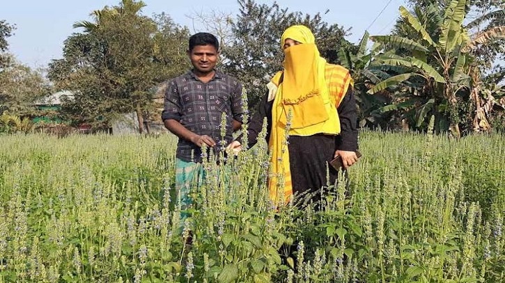 পঞ্চগড়ে পরীক্ষামূলকভাবে চাষ হচ্ছে বিদেশী ফসল চিয়া সীড