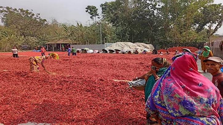 বগুড়ায় মরিচ শুকানো কাজের শ্রমিকরা ব্যস্ত সময় পার করছেন