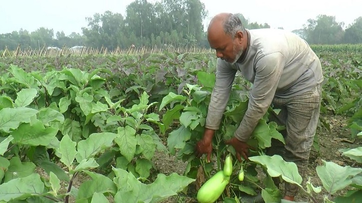 টাঙ্গাইলের নিরাপদ সবজি বিদেশে রফতানির উদ্যোগ