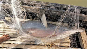 Securing a safe future for the river dolphins of Bangladesh