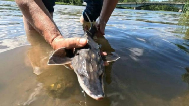 After a century away, sturgeons return to Swedish waters