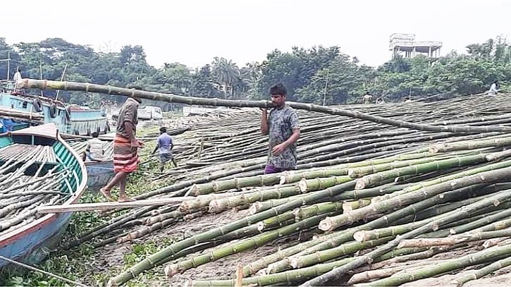 রাজশাহীতে বাঁশের বাজারমূল্য আড়াই’শ কোটি টাকা