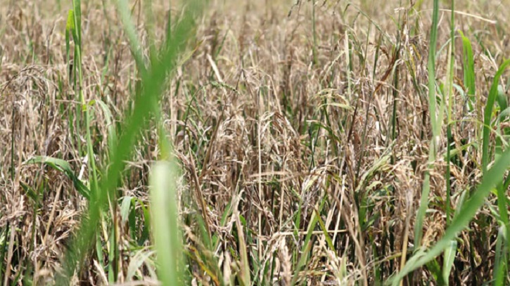 ধানের ব্লাস্ট রোগ দমনে জরুরি সতর্কবার্তা ধান গবেষণা ইনস্টিটিউটের