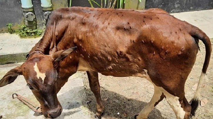 গরুর ল্যাম্পিস্কিন ডিজিজ: যেসব উপায়ে বাঁচতে পারে খামার