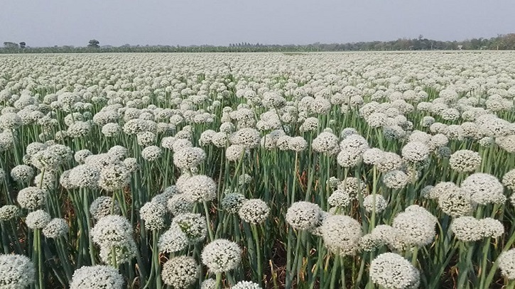 ফরিদপুরে পিঁয়াজবীজের বাম্পার ফলন আশায় চাষিরা