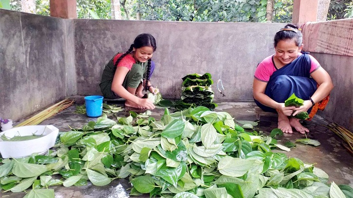 বিদেশে যাচ্ছে মৌলভীবাজারে পান, বছরে আয় ৫ হাজার কোটি টাকা