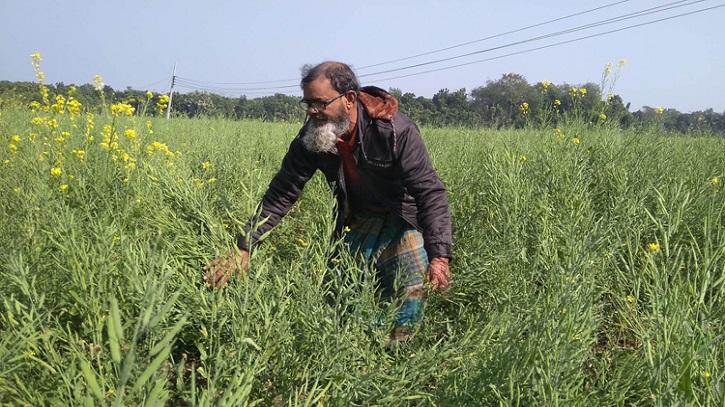 দেশে ১৪ লাখ ৩০ হাজার টন সরিষা উৎপাদন হয়েছে এবার