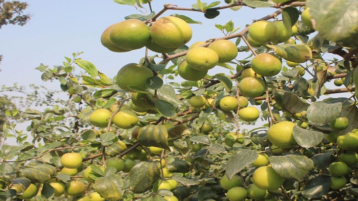 বল সুন্দরী কুল বরই চাষ করে লাভবান হচ্ছেন কৃষকরা 