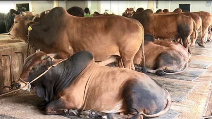 কোরবানির ঈদ: রাজশাহীতে এবার সাড়ে ৪ লাখ পশু প্রস্তুত