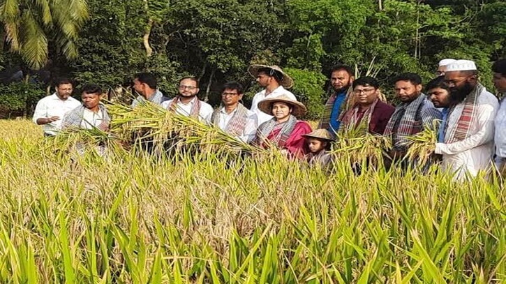 উচ্চ ফলনশীল দুটি ধানের জাত উদ্ভাবন করেছে বাংলাদেশ ধান গবেষণা ইনস্টিটিউট