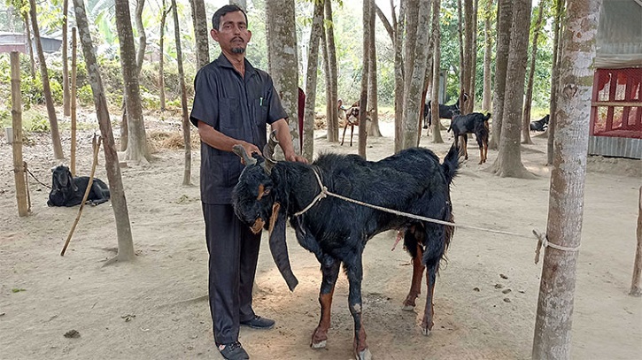 ছাগল পালনে সবচেয়ে বড় চ্যালেঞ্জ হয়ে দাঁড়িয়েছে পাঁঠা সংকট