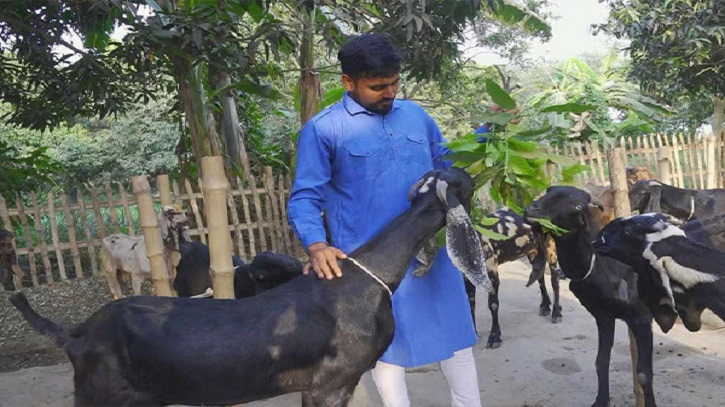 উন্নত জাতের ছাগলের ফার্ম করে বছরে ১০ লাখ টাকা আয় করছে রাফি