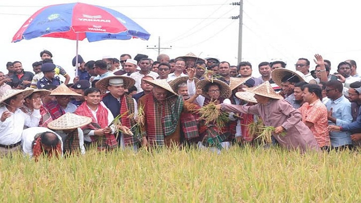 সুনামগঞ্জে বোরো ধানের বাম্পার ফলন, ৮০ ভাগ ফসল কাটা সম্পন্ন