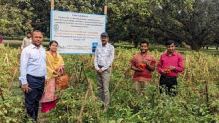 কীটনাশক ও হরমোন ছাড়াই কৃষক পর্যায়ে টমেটো উৎপাদনে হাবিপ্রবি’র সাফল্য